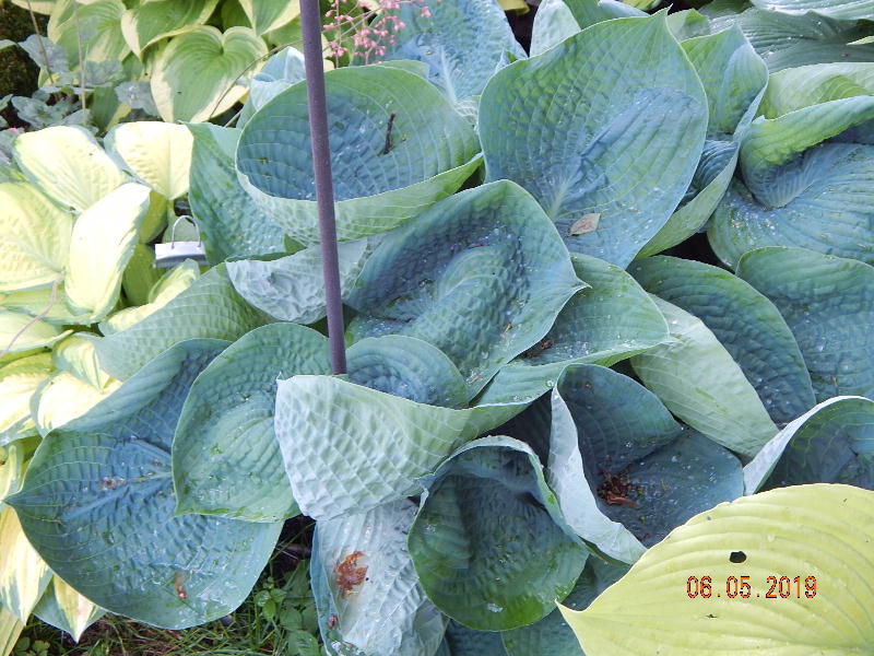 Abiqua Drinking Gourd Hosta