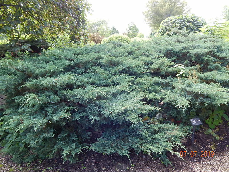 Grey Owl Juniper