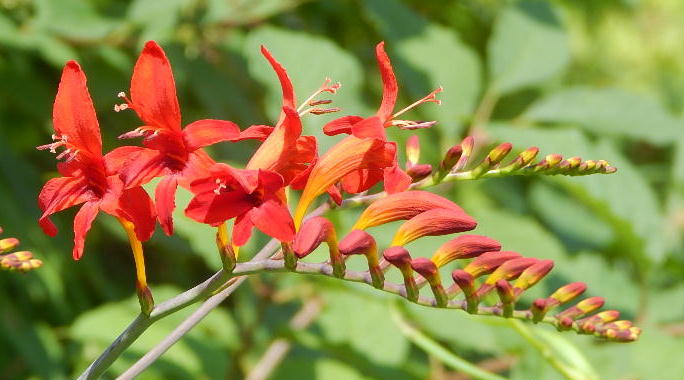 Lucifer Crocosmia