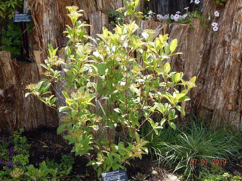 Possumhaw Viburnum