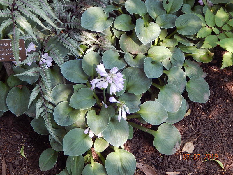 Blue Mouse Ears Hosta