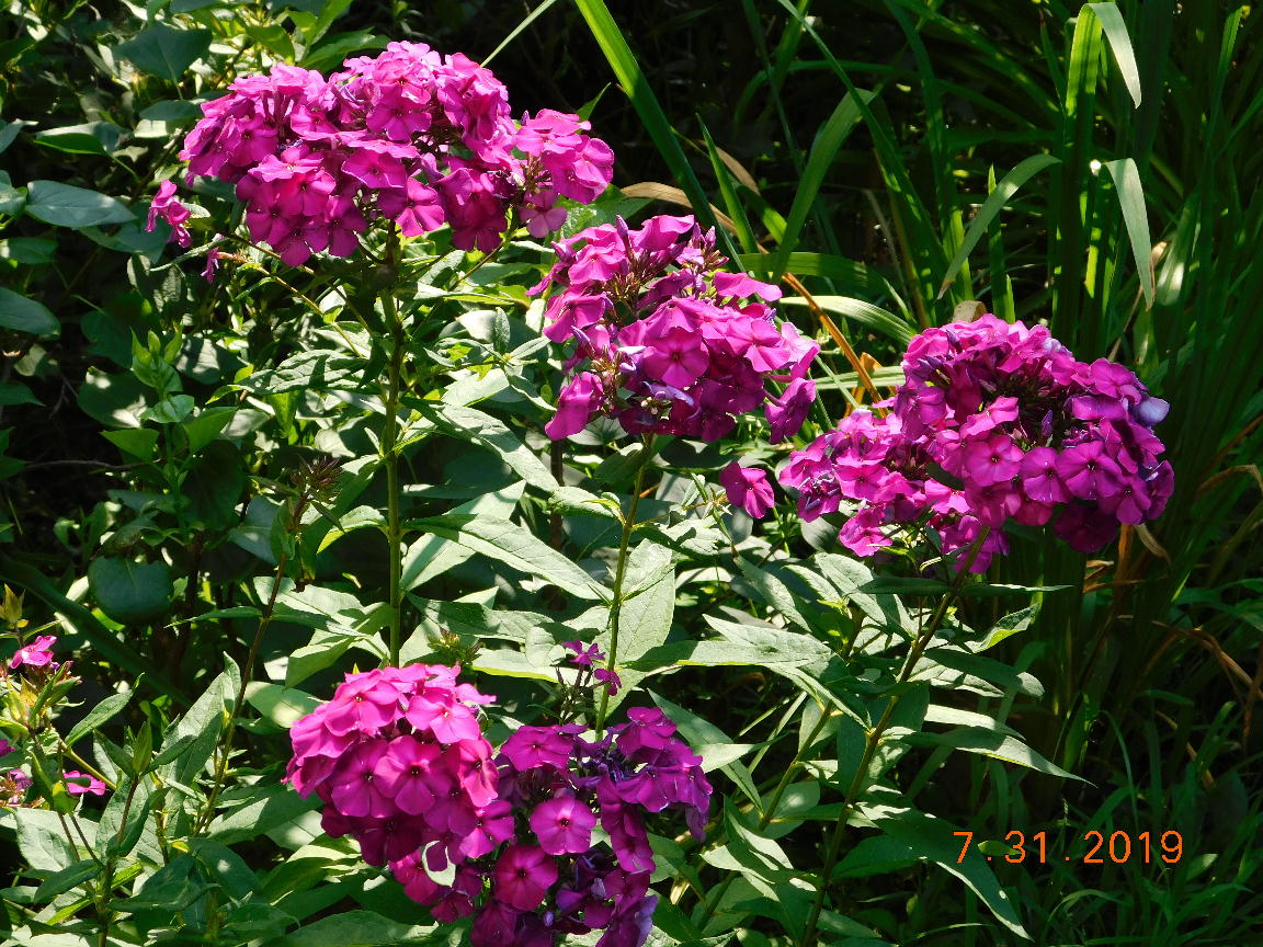 Nicky Tall Garden Phlox