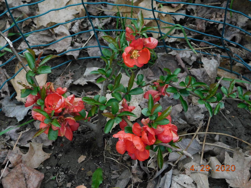 Texas Scarlet Quince