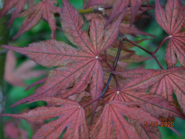 Purple Ghost Japanese Maple