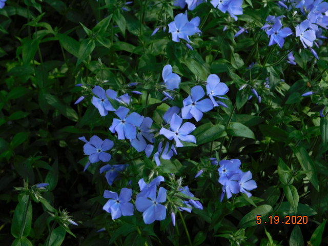 Blue Moon Phlox