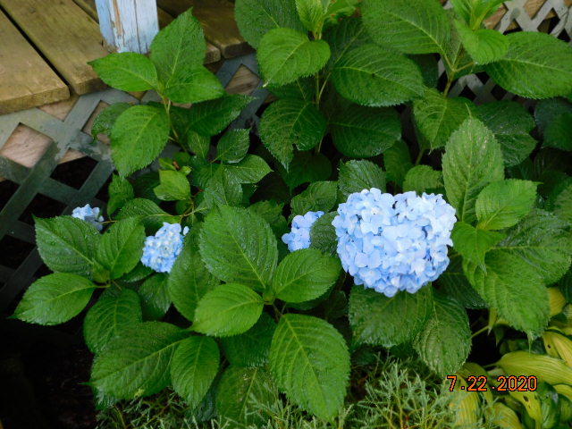 All Summer Beauty Hydrangea