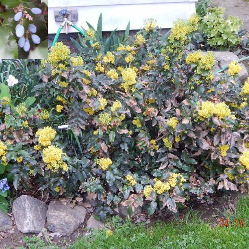 Oregon Grape Hollies with berries