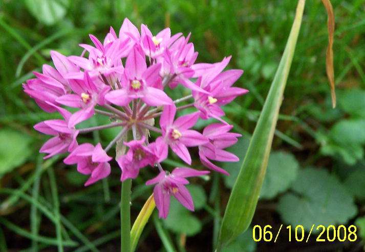 Pink alliums