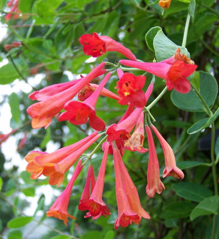 Trumpet Honeysuckle flowers