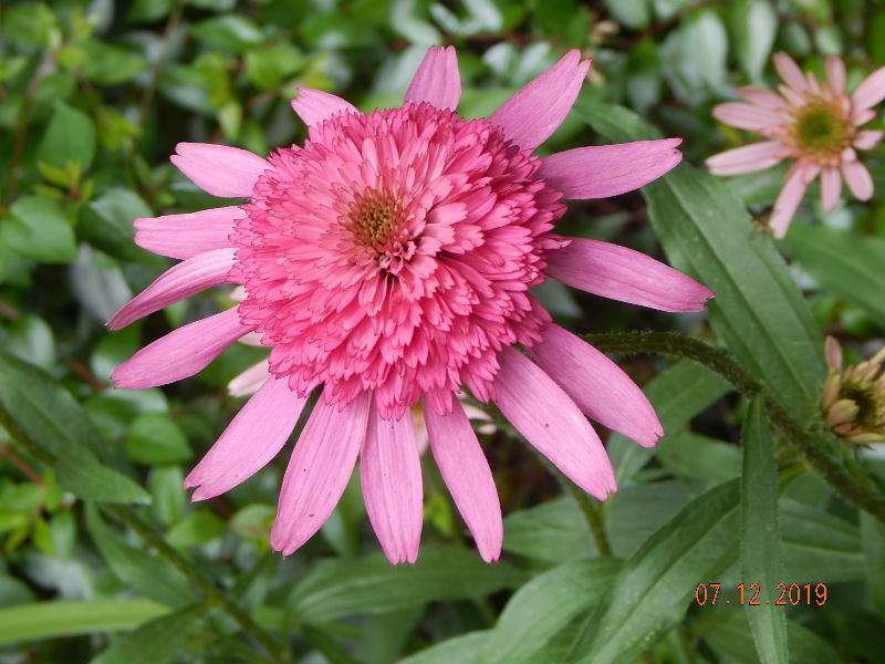 Southern Belle Coneflower