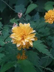 Japanese Kerria flower