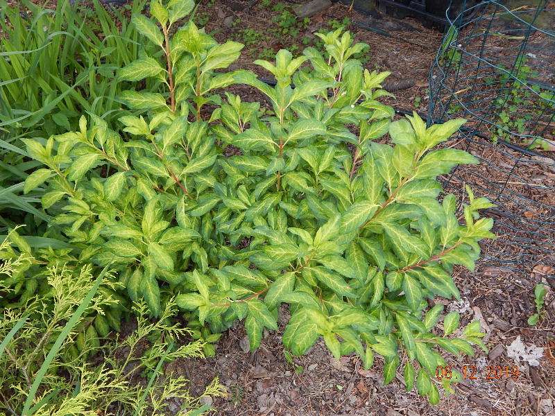 Fiesta Forsythia