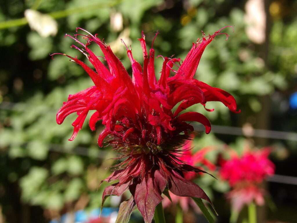 Jacob Cline Bee Balm flower