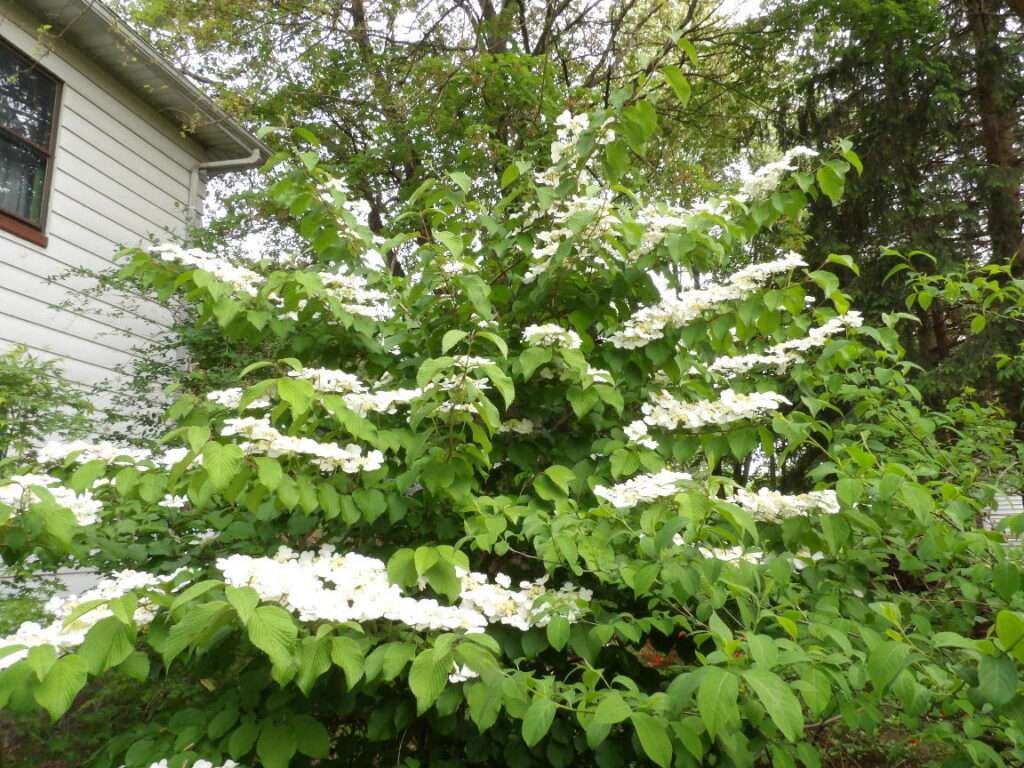 Doublefile Viburnum in bloom
