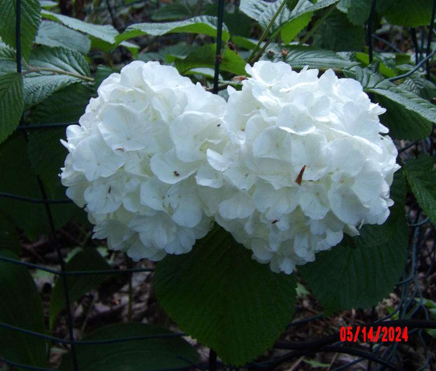 Popcorn Viburnum flowerheads