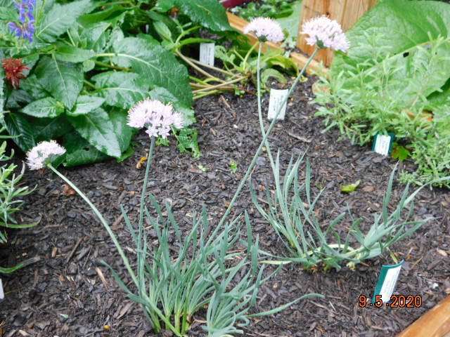 Blue Eddy Allium in bloom
