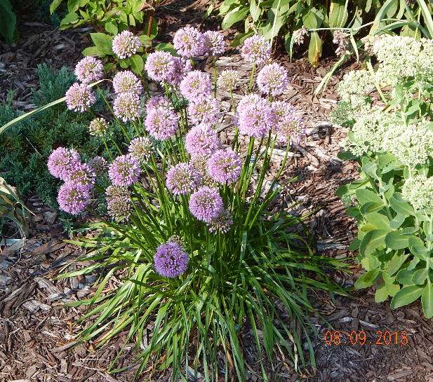 Millenium Allium