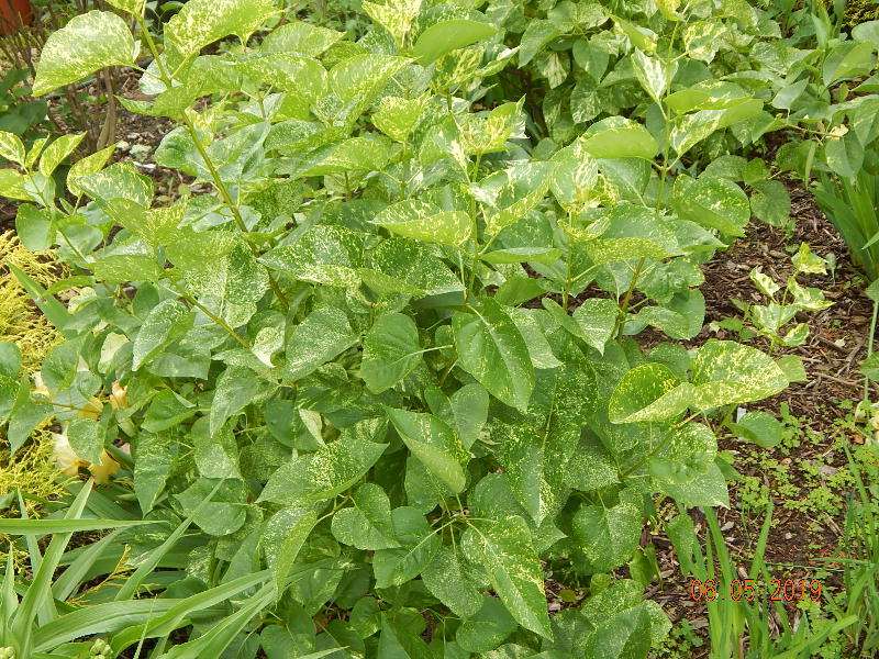 Variegated Lilac