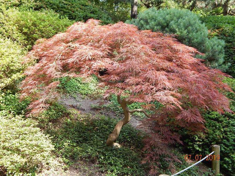Garnet weeping laceleaf Japanese Maple