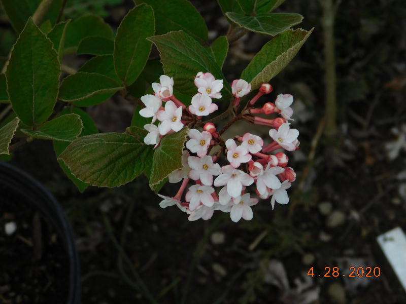 Judd Viburnum flowers
