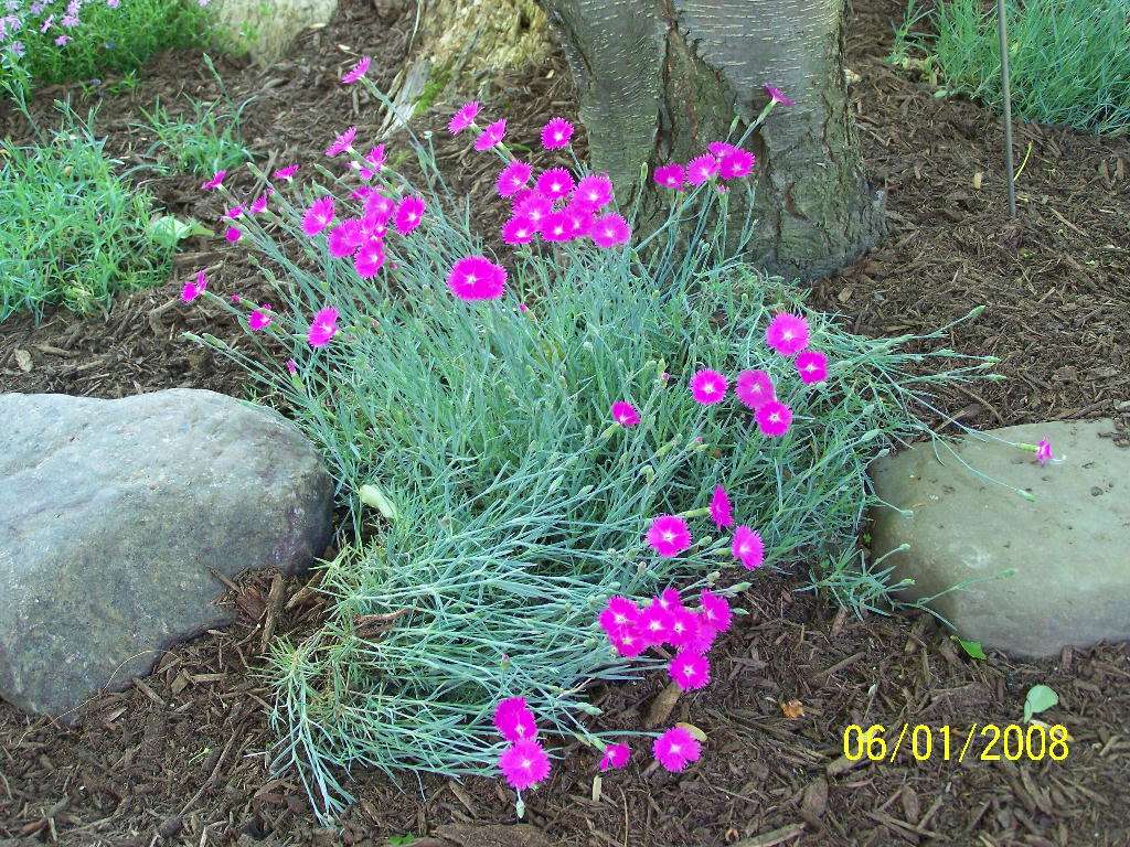 Firewitch Dianthus