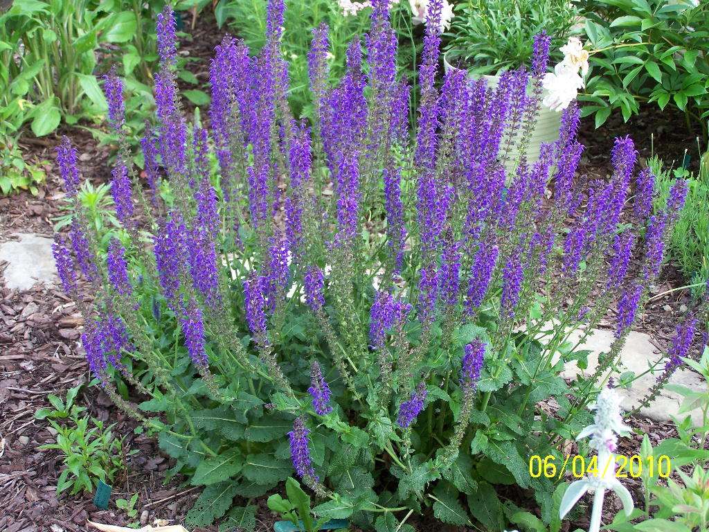 May Night Salvia